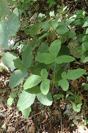 Laserpitium krapfii \ Krapfs Laserkraut / Krapf's Sermountain, Kroatien/Croatia Učka 12.8.2016