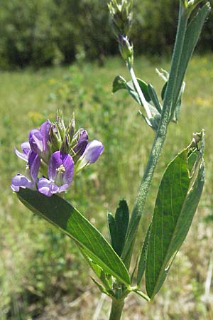 Medicago sativa / Lucerne, Alfalfa, Croatia Istria, Gračišće 15.7.2007