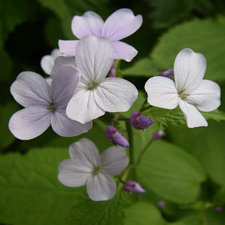 Lunaria rediviva \ Wildes Silberblatt, Wilde Mondviole, Kroatien Plitvička 1.6.2008