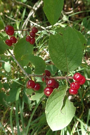 Lonicera xylosteum \ Rote Heckenkirsche / Fly Honeysuckle, Kroatien/Croatia Učka 12.8.2016