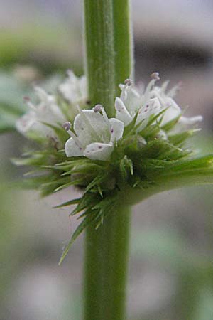 Lycopus europaeus \ Ufer-Wolfstrapp / Gipsywort, Kroatien/Croatia Plitvička 19.7.2007