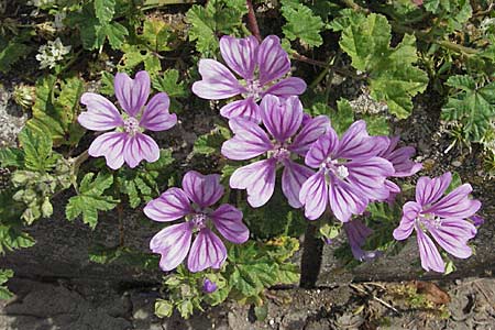 Malva sylvestris / Common Mallow, Croatia Istria, Poreč 26.5.2006