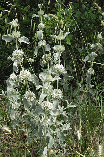 Marrubium incanum / White Horehound, Croatia Istria, Limski Fjord 29.5.2006