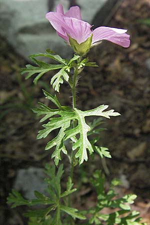 Malva moschata \ Moschus-Malve, Kroatien Velebit 16.7.2007