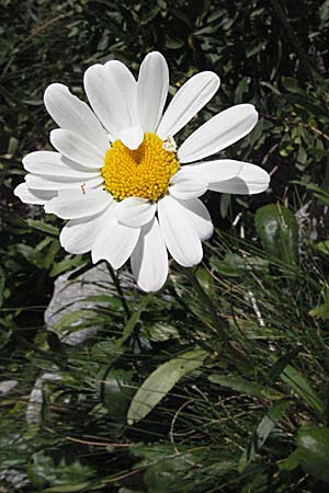 Leucanthemum adustum subsp. margaritae \ stliche Berg-Margerite, Berg-Wucherblume / Eastern Mountain Ox-Eye Daisy, Kroatien/Croatia Gola Plješevica 18.7.2007