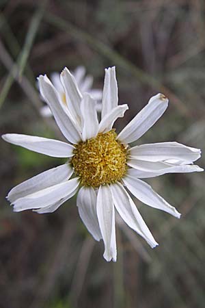 Tanacetum cinerariifolium \ Dalmatinische Insektenblume / Dalmatian Pyrethrum, Kroatien/Croatia Visovac 2.6.2008