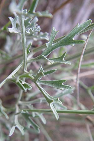 Tanacetum cinerariifolium \ Dalmatinische Insektenblume, Kroatien Visovac 2.6.2008