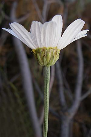 Anthemis carpatica \ Karpaten-Hundskamille / Carpathian Chamomile, Kroatien/Croatia Šibenik 2.6.2008