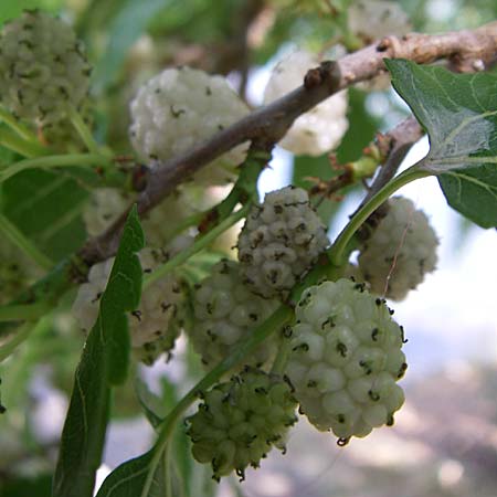 Morus alba / Chinese White Mulberry, Croatia Krka 3.6.2008