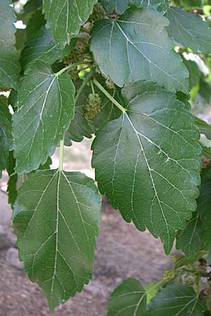 Morus alba / Chinese White Mulberry, Croatia Krka 3.6.2008