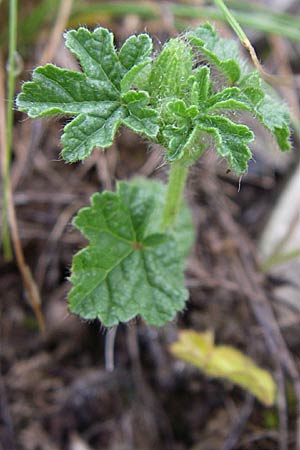 Althaea hirsuta \ Borsten-Eibisch, Kroatien Učka, Vranja 4.6.2008