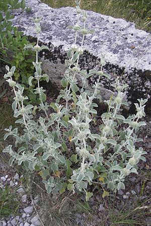 Marrubium incanum \ Wolliger Andorn, Adriatischer Andorn / White Horehound, Kroatien/Croatia Učka 29.6.2010