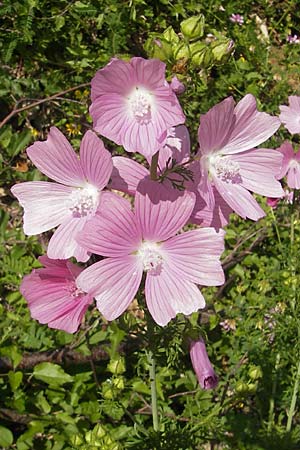 Malva moschata \ Moschus-Malve, Kroatien Velebit 29.6.2010