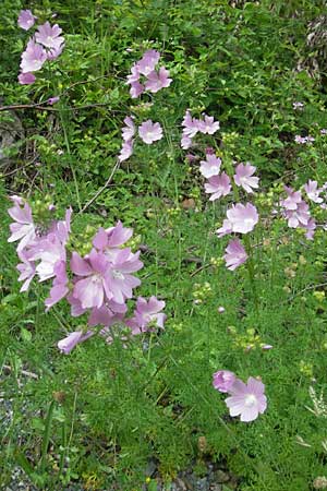 Malva moschata \ Moschus-Malve, Kroatien Velebit 29.6.2010