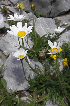 Leucanthemum adustum subsp. margaritae \ stliche Berg-Margerite, Berg-Wucherblume / Eastern Mountain Ox-Eye Daisy, Kroatien/Croatia Velebit Zavizan 30.6.2010