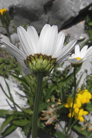 Leucanthemum adustum subsp. margaritae \ stliche Berg-Margerite, Berg-Wucherblume / Eastern Mountain Ox-Eye Daisy, Kroatien/Croatia Velebit Zavizan 30.6.2010