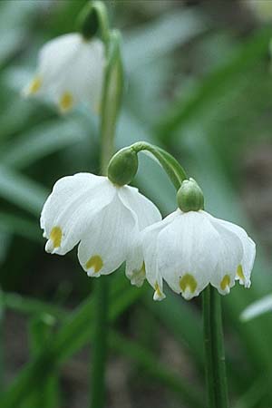 Leucojum vernum \ Frhlings-Knotenblume, Mrzenbecher, Kroatien Donji 1.4.2006