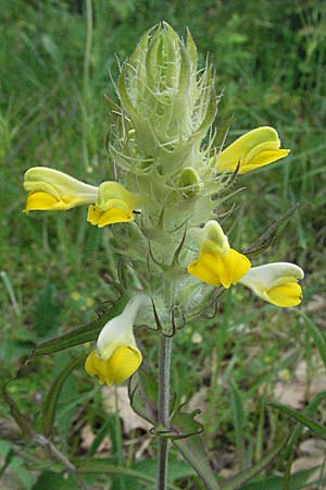 Melampyrum barbatum \ Bart-Wachtelweizen, Kroatien Istrien, Poreč 26.5.2006