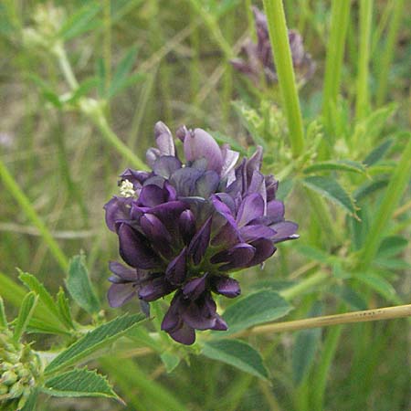 Medicago x varia \ Bastard-Luzerne / Sand Lucerne, Kroatien/Croatia Istrien/Istria, Gračišće 27.5.2006