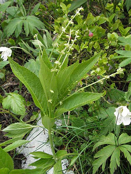 Mercurialis perennis \ Wald-Bingelkraut / Dog's Mercury, Kroatien/Croatia Velebit Zavizan 1.6.2006