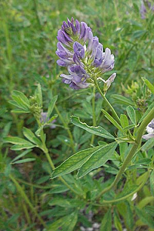 Medicago sativa \ Luzerne, Saat-Luzerne / Lucerne, Alfalfa, Kroatien/Croatia Plitvička 2.6.2006