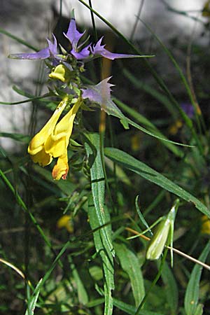 Melampyrum velebiticum \ Velebit-Wachtelweizen, Kroatien Velebit Zavizan 17.7.2007