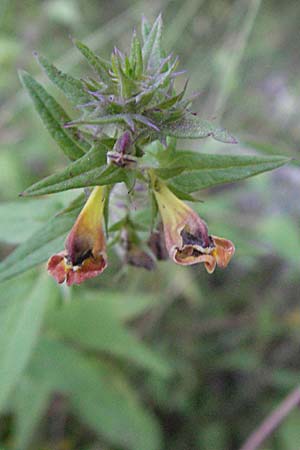 Melampyrum nemorosum \ Hain-Wachtelweizen / Blue Cow-Wheat, Kroatien/Croatia Plitvička 19.7.2007