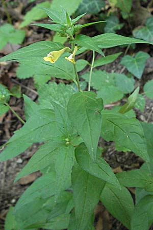 Melampyrum nemorosum \ Hain-Wachtelweizen, Kroatien Plitvička 19.7.2007