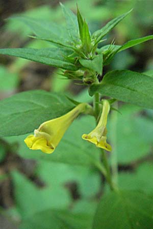 Melampyrum nemorosum \ Hain-Wachtelweizen / Blue Cow-Wheat, Kroatien/Croatia Plitvička 19.7.2007