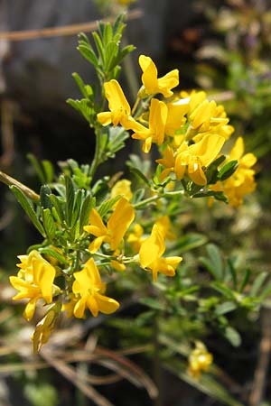 Medicago falcata \ Sichel-Klee, Kroatien Velebit 18.8.2016