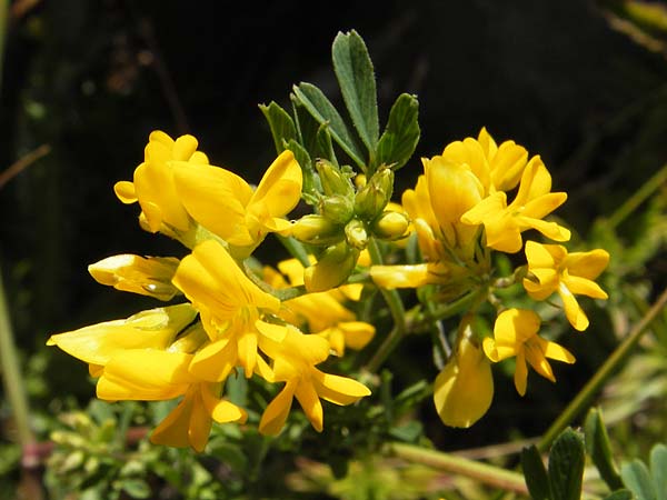 Medicago falcata \ Sichel-Klee / Sickle Medick, Kroatien/Croatia Velebit 18.8.2016