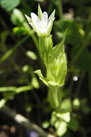 Arenaria serpyllifolia \ Quendelblttriges Sandkraut / Thyme-Leaved Sandwort, Kroatien/Croatia Medvednica 5.6.2006