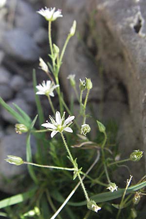 Sabulina austriaca \ sterreicher Miere / Austrian Sandwort, Kroatien/Croatia Velebit Zavizan 17.7.2007