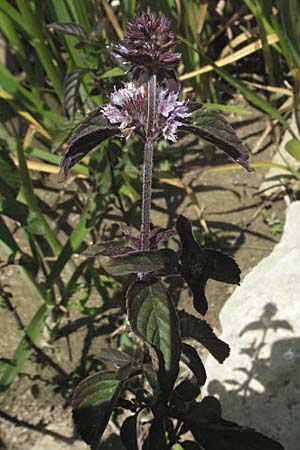 Mentha aquatica \ Wasser-Minze / Water Mint, Kroatien/Croatia Otočac 18.7.2007