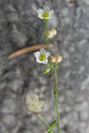 Linum catharticum \ Purgier-Lein / Fairy Flax, Kroatien/Croatia Plitvička 19.7.2007