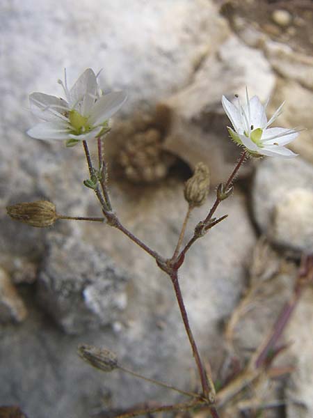 Sabulina glaucina / Hill Spring Sandwort, Croatia Istria, Premantura 5.6.2008