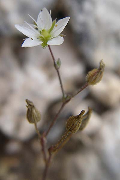 Sabulina glaucina \ Hgel-Frhlings-Miere / Hill Spring Sandwort, Kroatien/Croatia Istrien/Istria, Premantura 5.6.2008