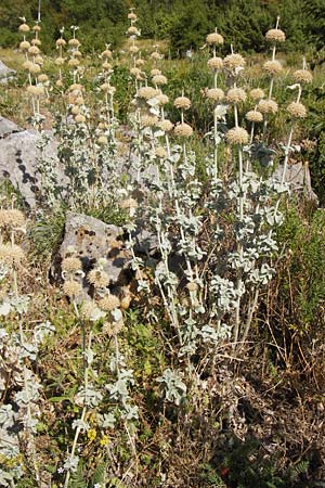 Marrubium incanum \ Wolliger Andorn, Adriatischer Andorn, Kroatien Sveti Juray 18.8.2016