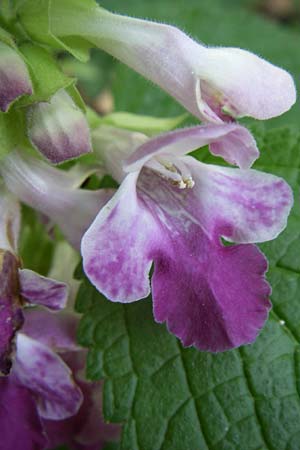 Melittis melissophyllum \ Immenblatt, Kroatien Plitvička 1.6.2008