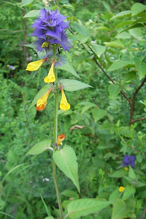 Melampyrum nemorosum \ Hain-Wachtelweizen / Blue Cow-Wheat, Kroatien/Croatia Medvednica 1.7.2010