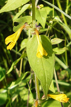 Melampyrum nemorosum \ Hain-Wachtelweizen / Blue Cow-Wheat, Kroatien/Croatia Medvednica 1.7.2010