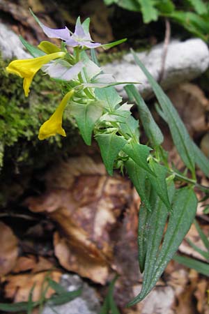 Melampyrum velebiticum \ Velebit-Wachtelweizen, Kroatien Velebit 19.8.2016