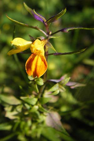 Melampyrum velebiticum \ Velebit-Wachtelweizen / Velebit Cow-Wheat, Kroatien/Croatia Velebit 19.8.2016