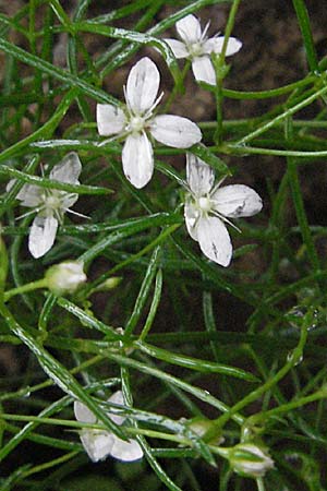 Moehringia muscosa \ Moos-Nabelmiere, Kroatien Plitvička 3.6.2006