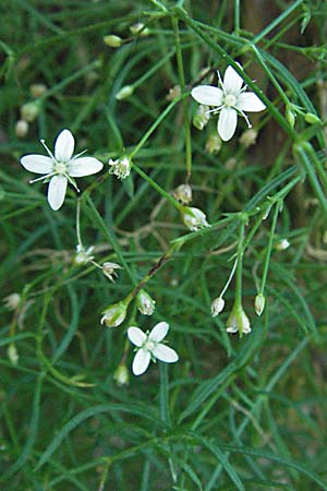 Moehringia muscosa \ Moos-Nabelmiere, Kroatien Velebit 16.7.2007