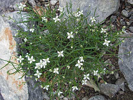 Moehringia muscosa \ Moos-Nabelmiere, Kroatien Velebit 16.7.2007