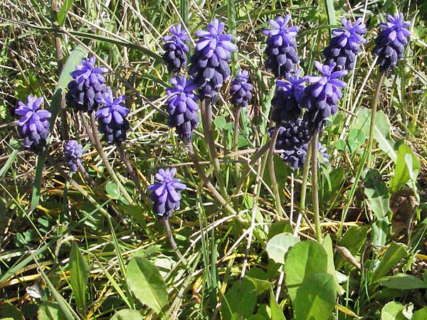 Muscari neglectum \ bersehene Traubenhyazinthe, Weinbergs-Trubel / Grape Hyacinth, Kroatien/Croatia Hvar, Stari Grad 7.4.2006