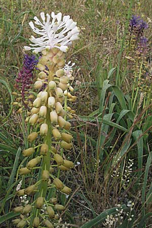 Muscari comosum \ Schopfige Traubenhyazinthe, Kroatien Velebit 1.6.2006