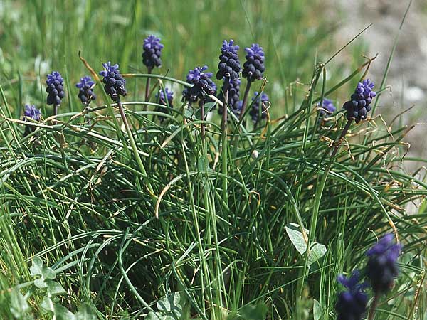 Muscari neglectum \ bersehene Traubenhyazinthe, Weinbergs-Trubel, Kroatien Pelješac, Ston 4.4.2006