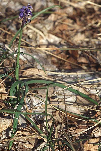 Muscari botryoides \ Kurztraubige Bisamhyazinthe, Kleine Traubenhyazinthe, Kroatien Velebit 8.4.2006